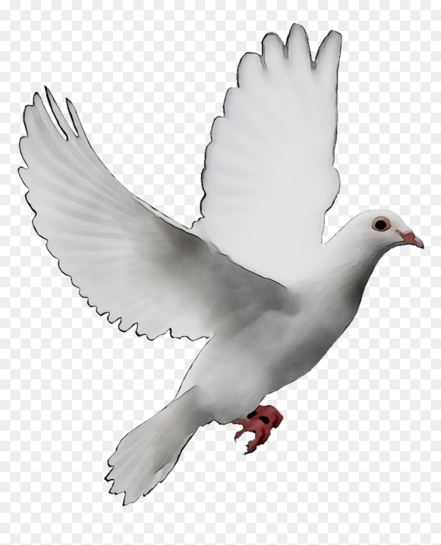 Png Transparent Background White, Png Download - dove png