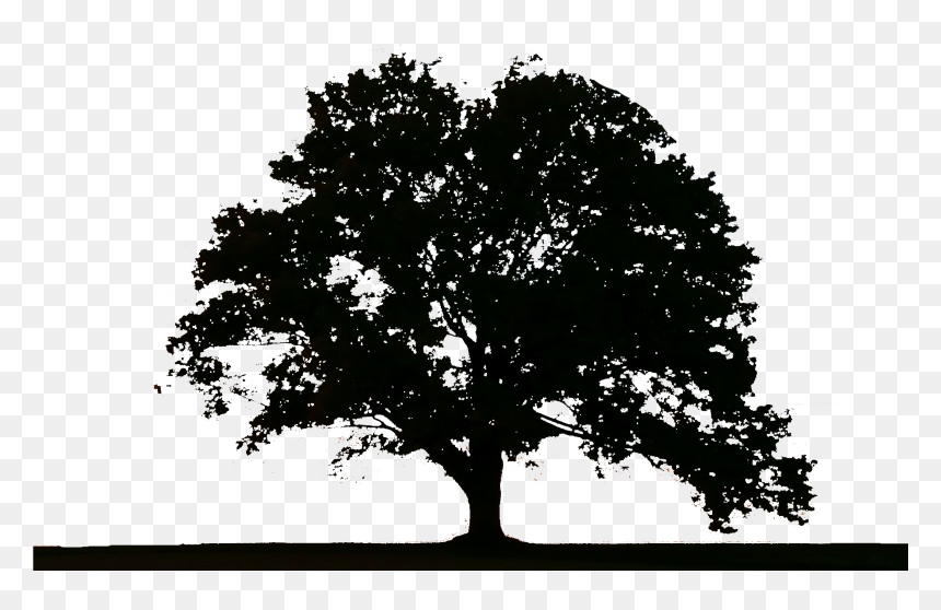Trees Png, Transparent Png - trees png