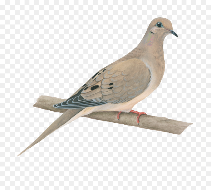 Mourning Dove No Background, HD Png Download - dove png
