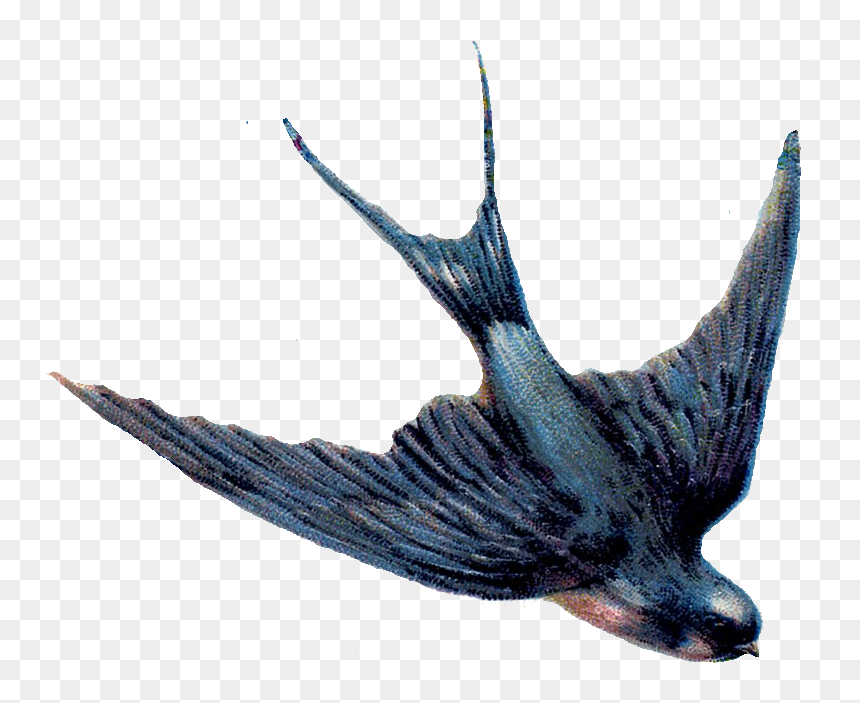 Vintage Blue Bird Png, Transparent Png - dove png