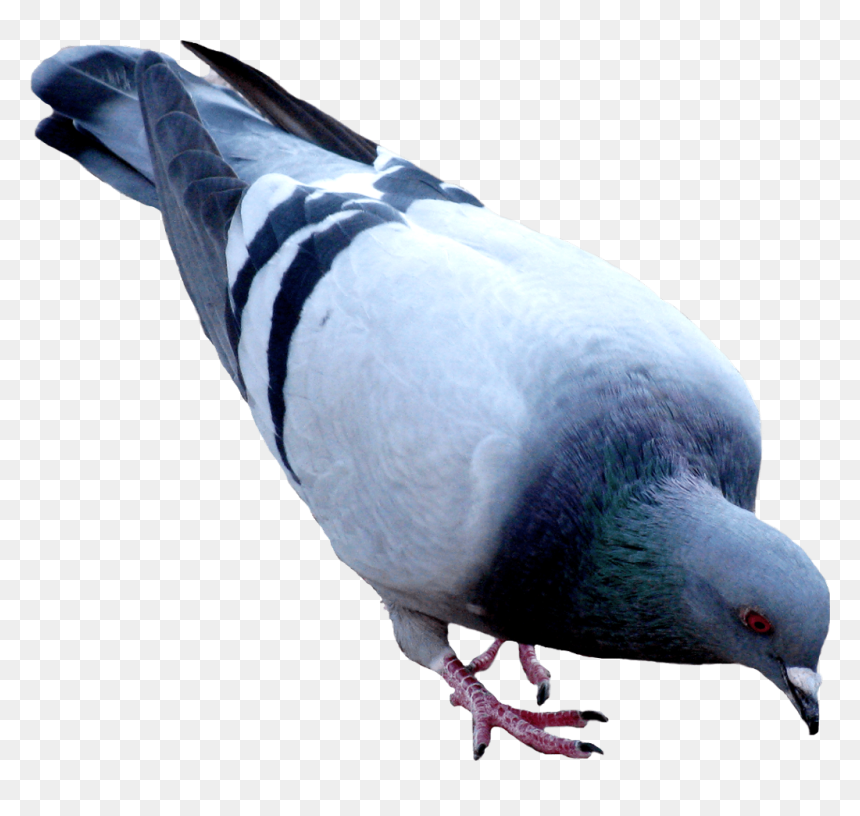Pigeon Png, Transparent Png - dove png