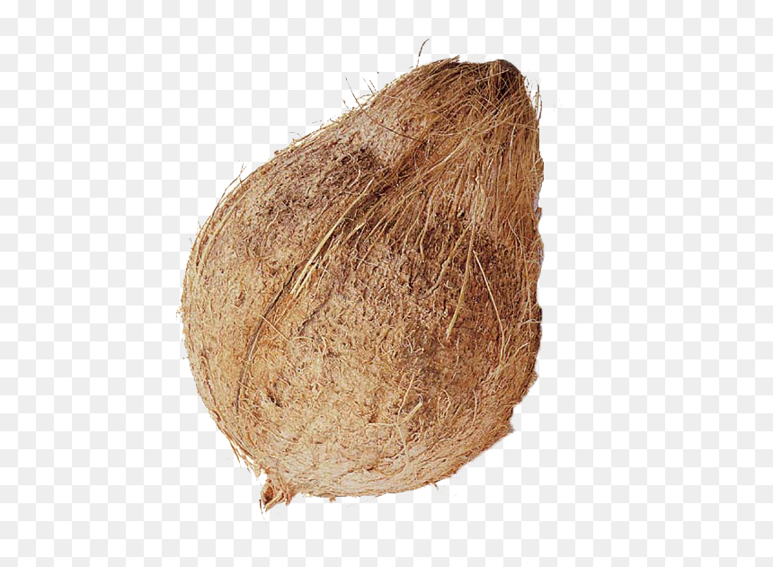 Coconut Images Hd Png, Transparent Png - coconut png