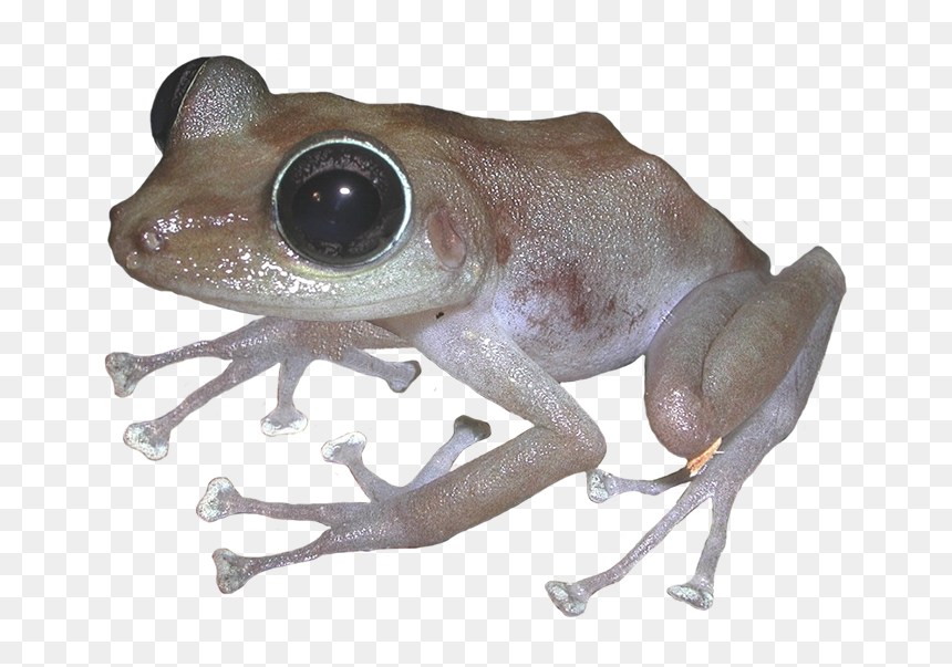 Eastern Spadefoot, HD Png Download - frog png