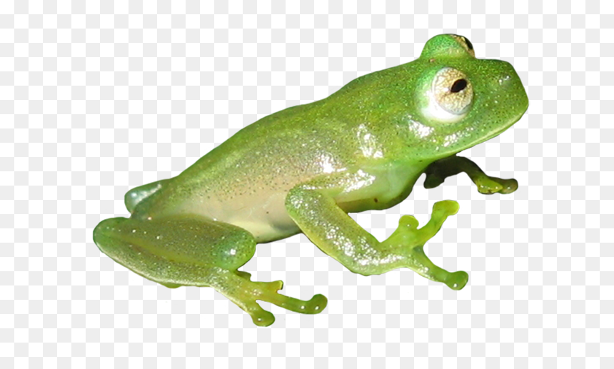 Clip Art, HD Png Download - frog png