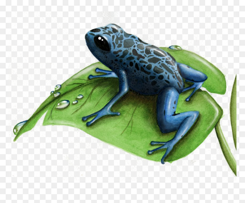 Portable Network Graphics, HD Png Download - frog png