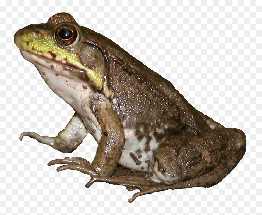Eastern Spadefoot, HD Png Download - frog png