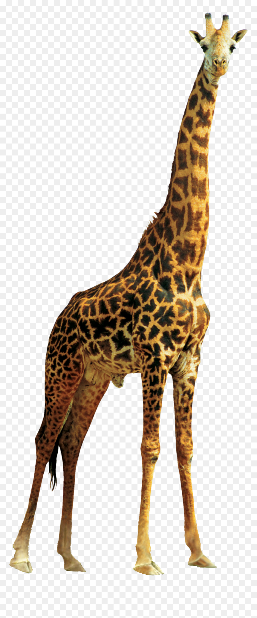Giraffe Png, Transparent Png - giraffe png
