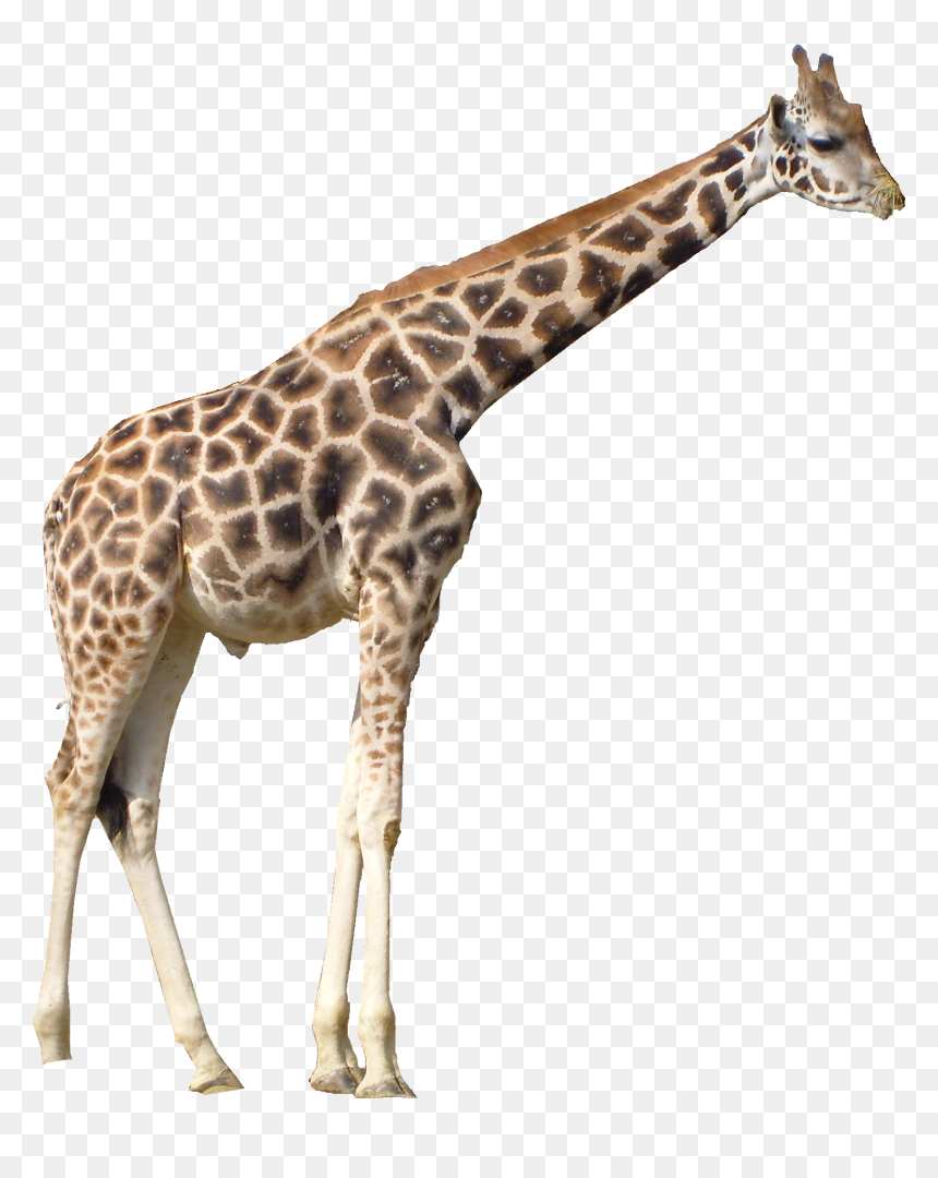 Giraffe Png, Transparent Png - giraffe png