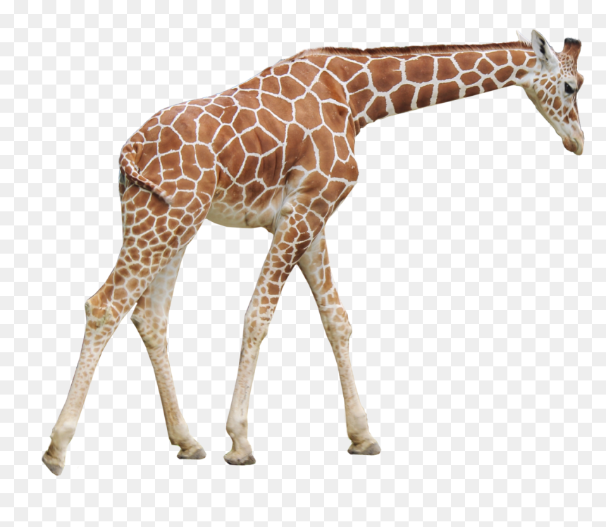 Giraffe Png, Transparent Png - giraffe png