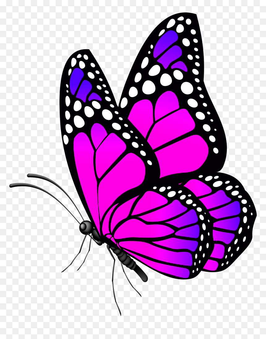Butterflies Png, Transparent Png - butterflies png