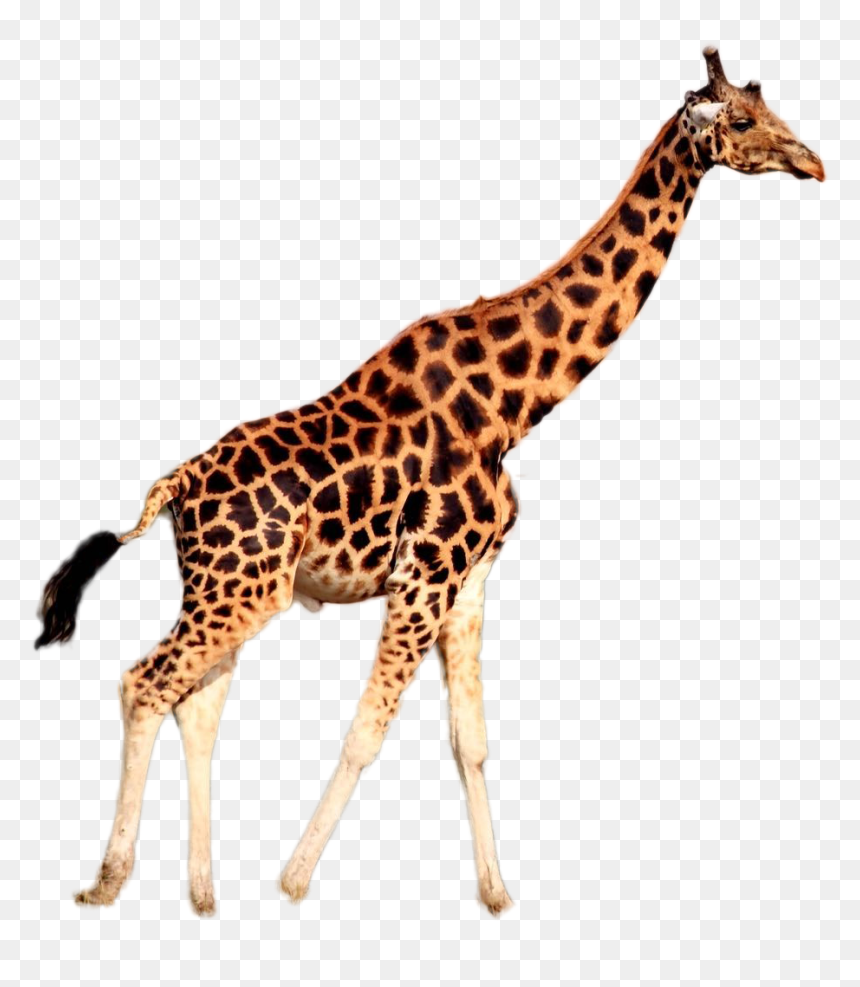 Giraffe Wearing A Tie, HD Png Download - giraffe png