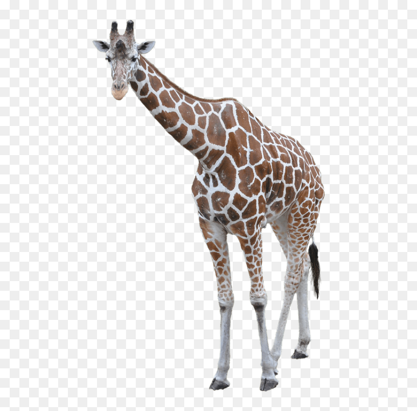Giraffe Transparent Background, HD Png Download - giraffe png