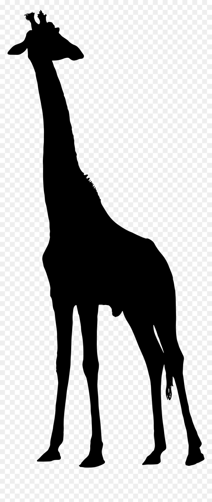 Silhouette Giraffe Clipart, HD Png Download - giraffe png