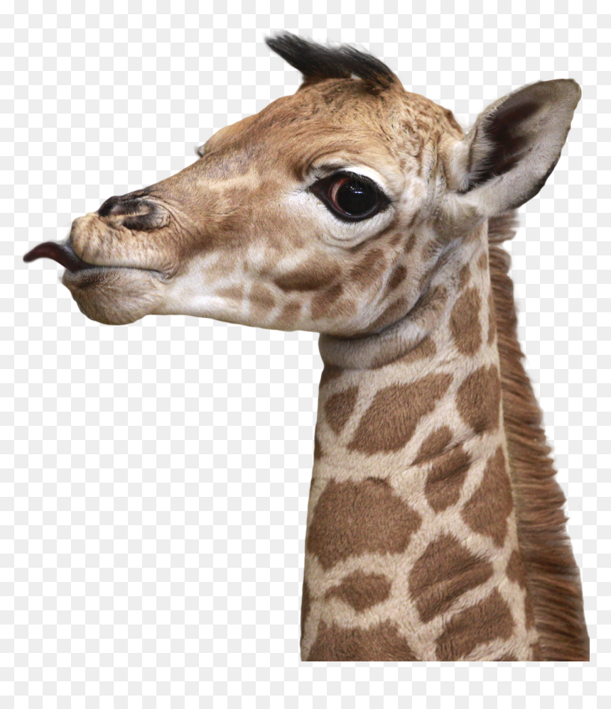 Giraffe Png, Transparent Png - giraffe png