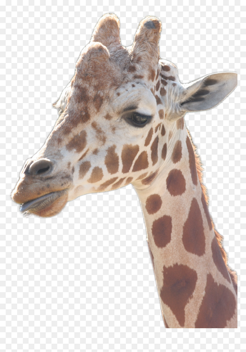 Giraffe, HD Png Download - giraffe png