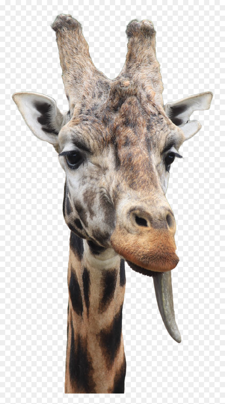 Giraffe, HD Png Download - giraffe png