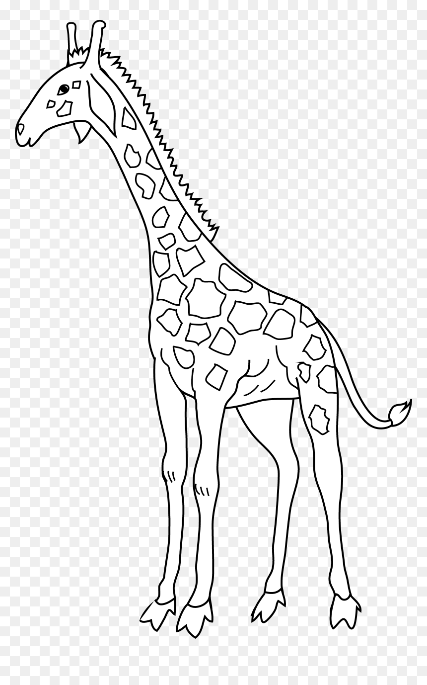 Giraffe, HD Png Download - giraffe png