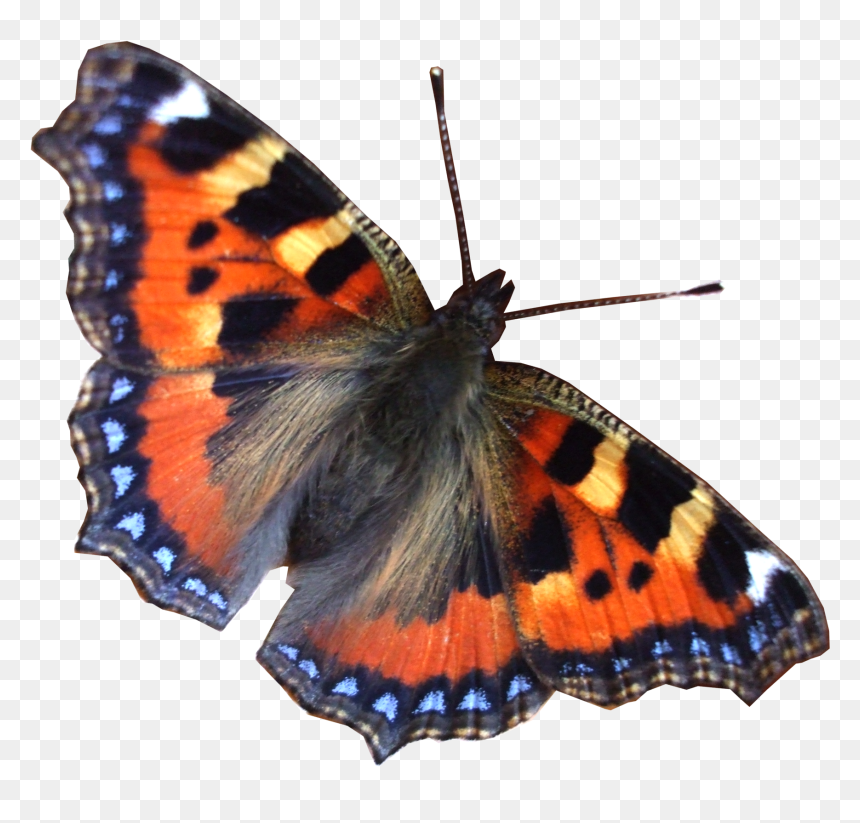 Бабочка Png, Transparent Png - butterflies png