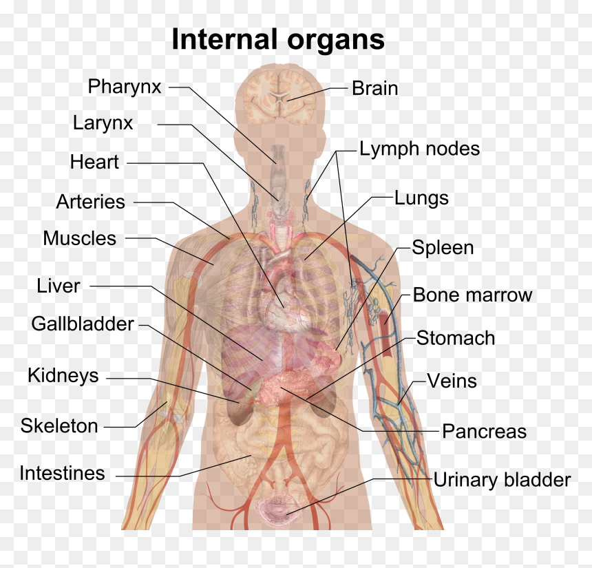 Human Organs, HD Png Download - human png