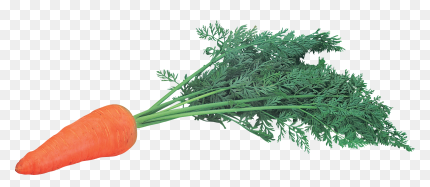 Морков Пнг, HD Png Download - carrot png