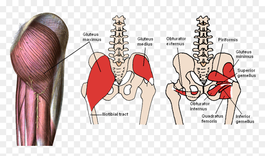 Muscles Of The Hip Complex, HD Png Download - human png