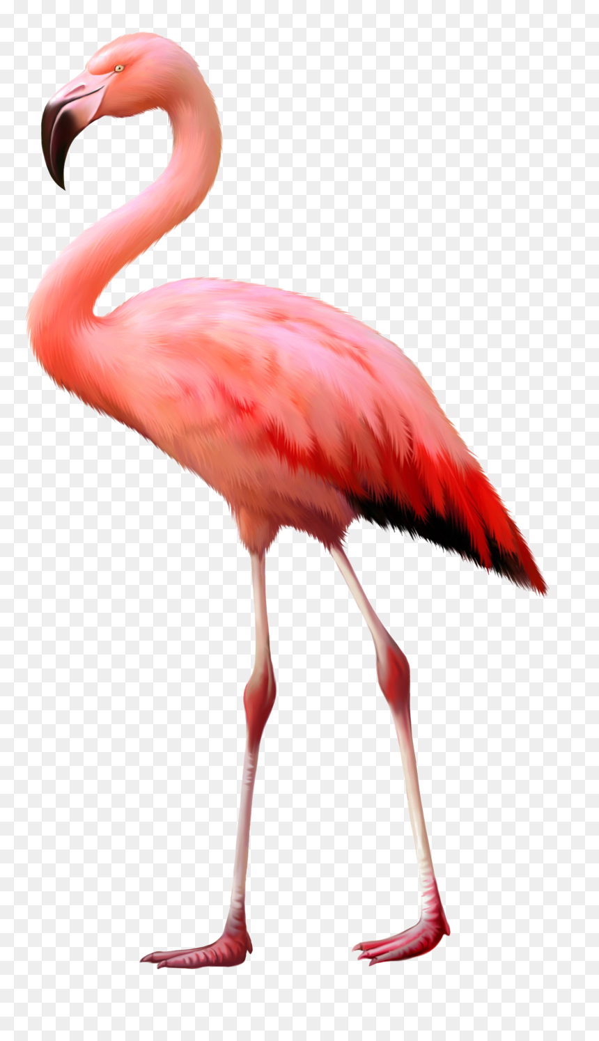 Flamingo Ostrich, HD Png Download - flamingo png