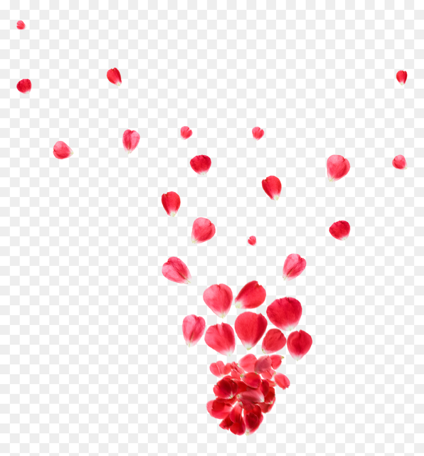Illustration, HD Png Download - rose petals png