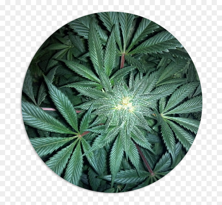 Cannabis, HD Png Download - marijuana leaf png