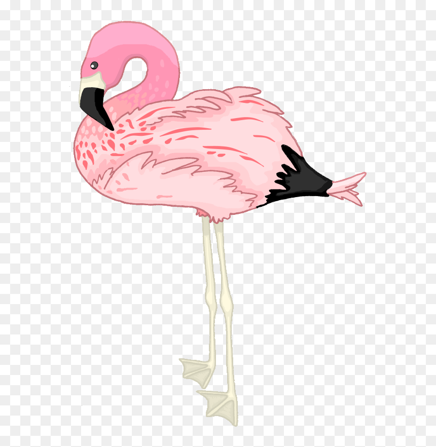 Flamingo Png, Transparent Png - flamingo png