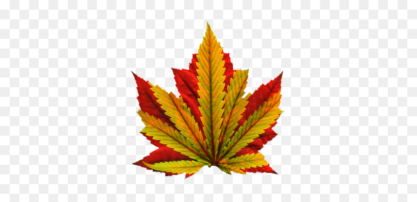 Marijuana Leaf Png, Transparent Png - marijuana leaf png