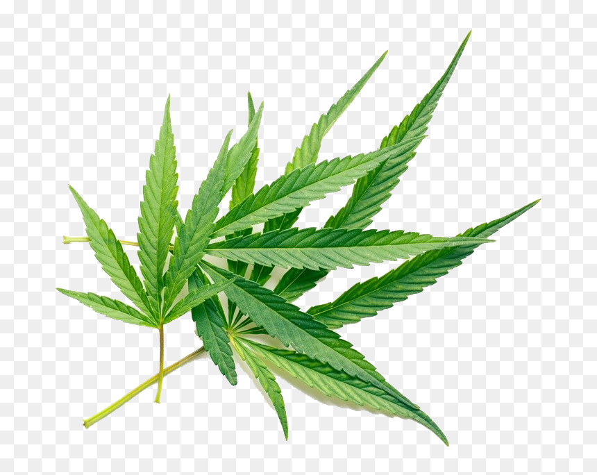 Hemp Leaf On White Background, HD Png Download - marijuana leaf png