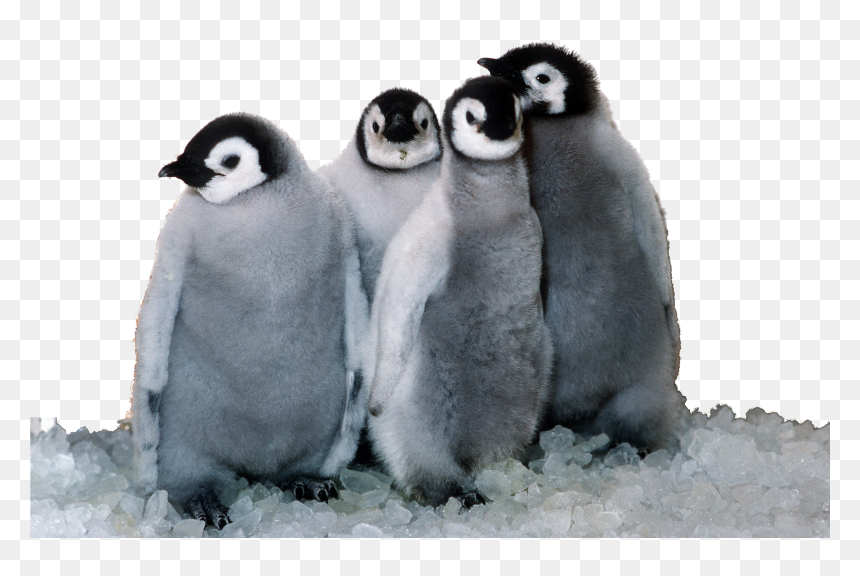 Penguin Png, Transparent Png - penguin png