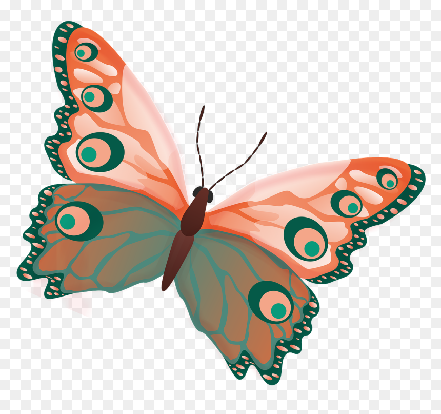 Colour Butterfly, HD Png Download - butterfly png