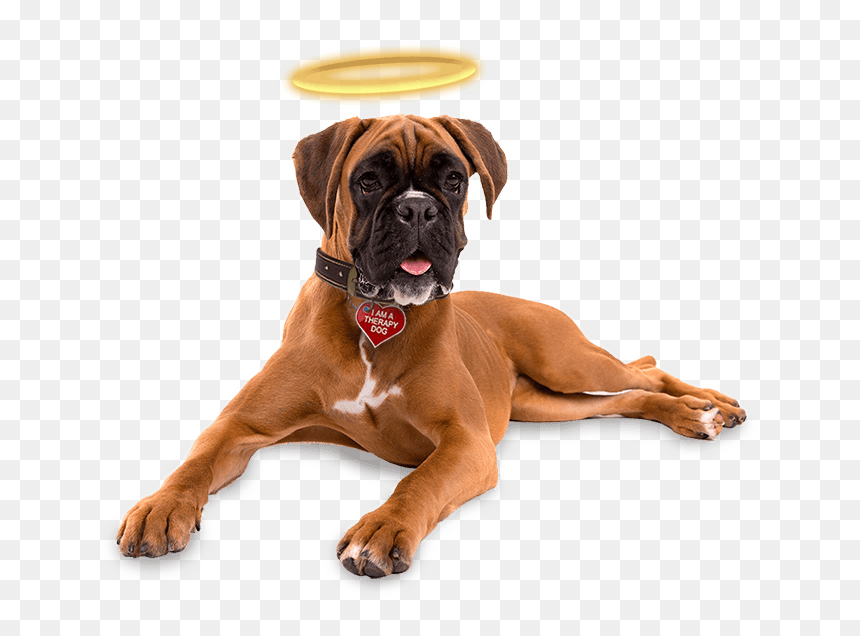 Angel Dog Transparent Png, Png Download - dog png