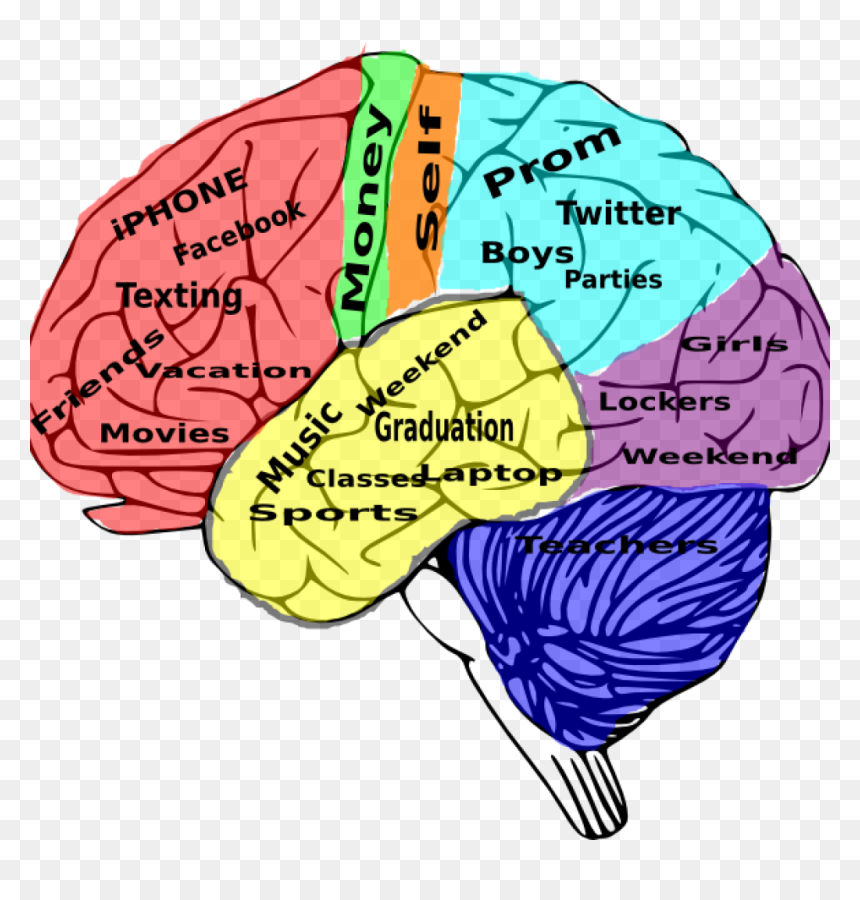 High School Brain, HD Png Download - brain png