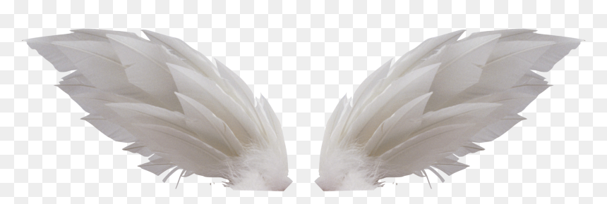 White Wings, HD Png Download - wings png