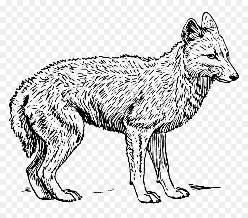 Coyote Black And White, HD Png Download - wolf png