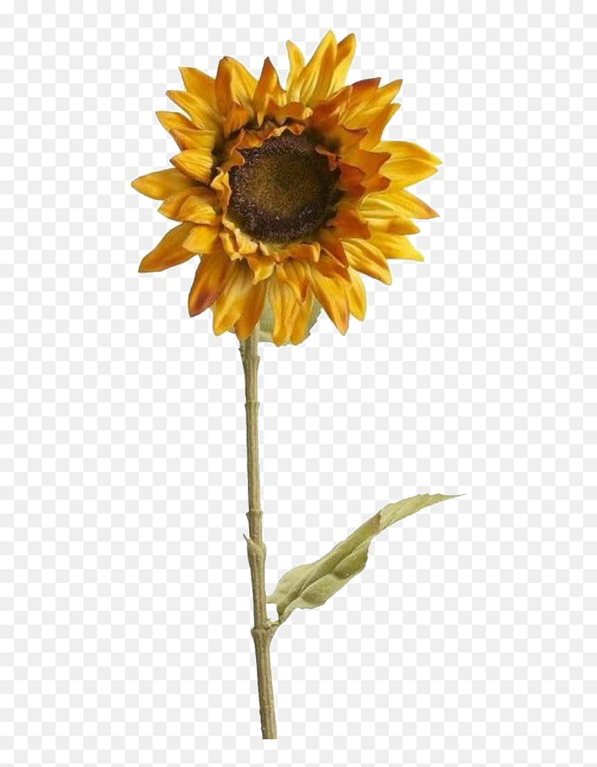 Sunflower Polyvore, HD Png Download - sunflower png