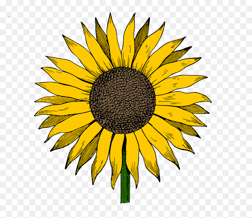 Sunflower Clipart, HD Png Download - sunflower png