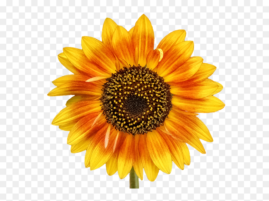 Autism Sunflower, HD Png Download - sunflower png