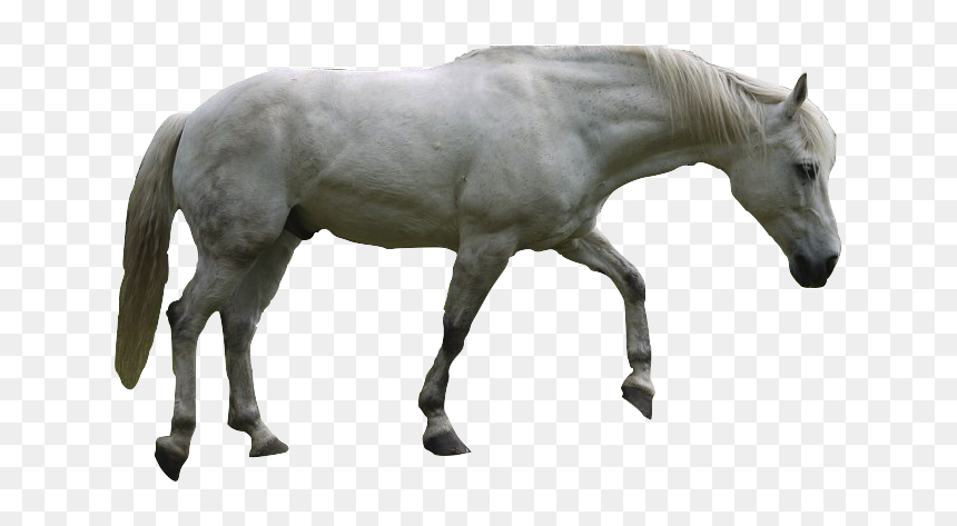 Mustang Vs Andalusian, HD Png Download - horse png