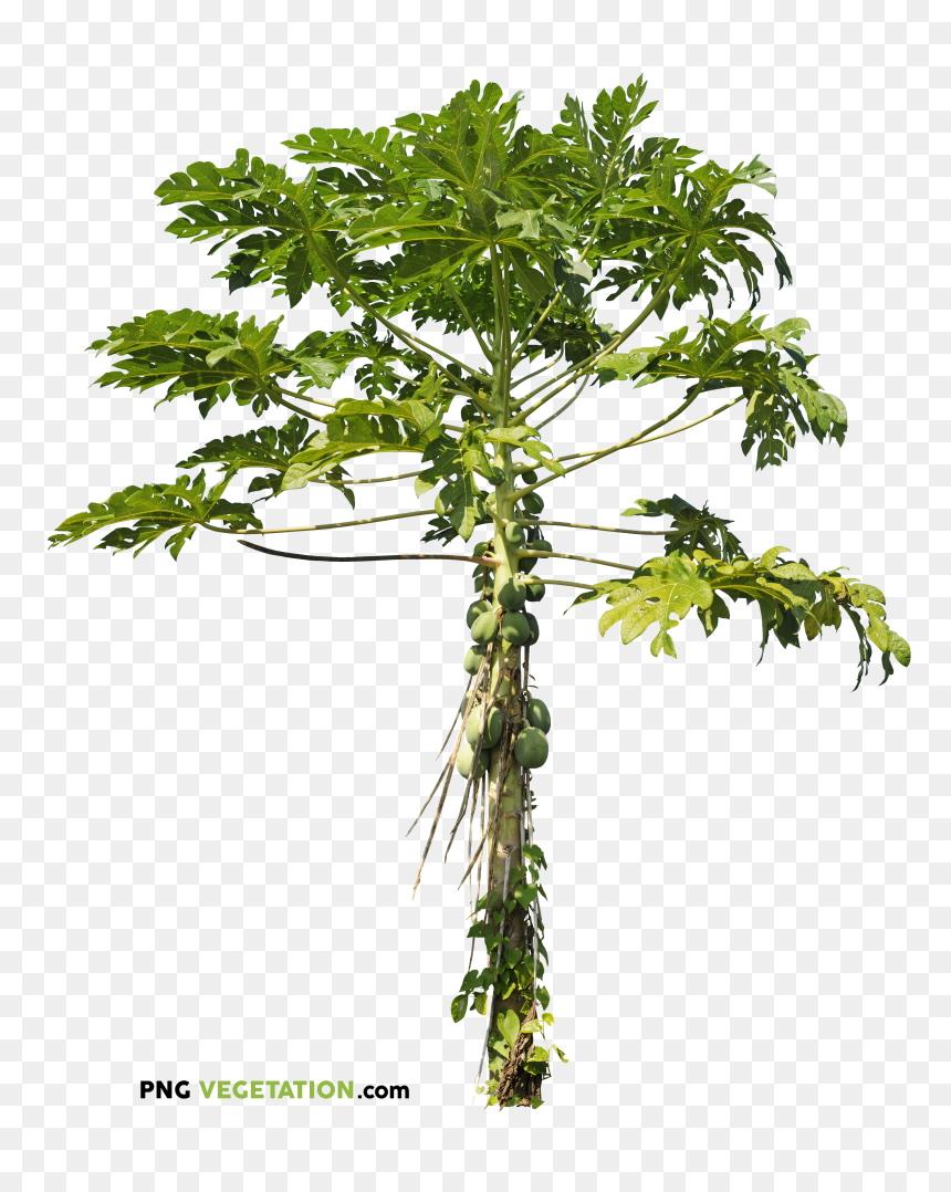 Plant Png, Transparent Png - plant png