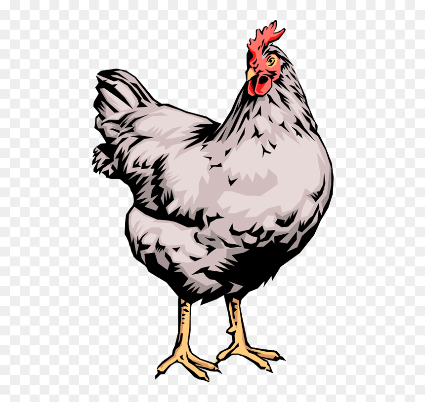 Trivia About Chicken Eggs, HD Png Download - chicken png