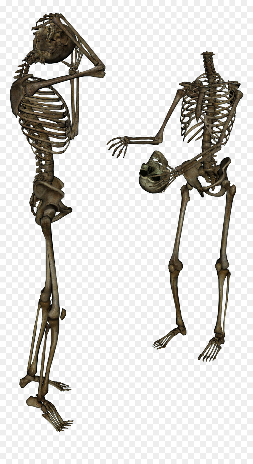 Surrenderdorothy Skeleton, HD Png Download - skeleton png