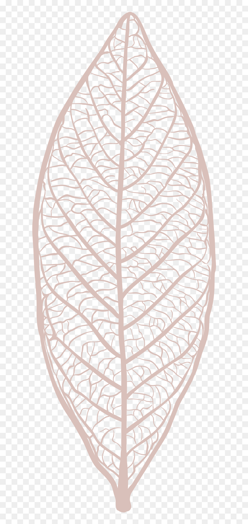 Wood, HD Png Download - skeleton png