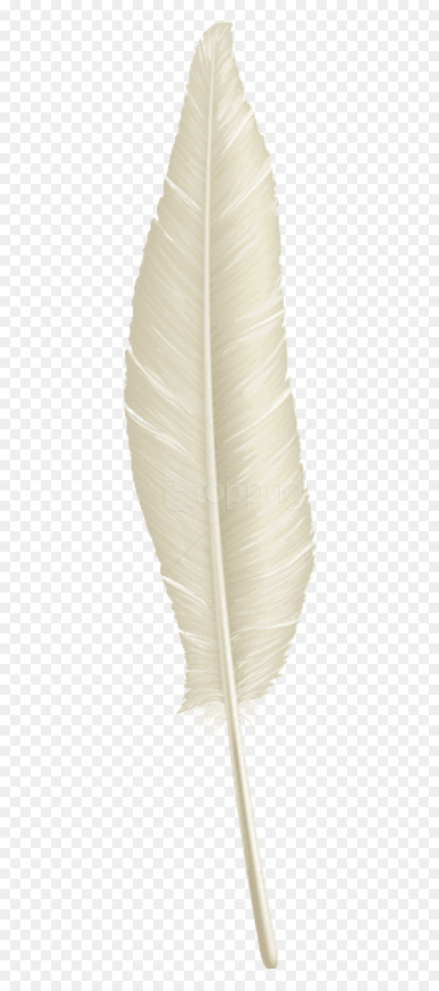 Thread, HD Png Download - feather png