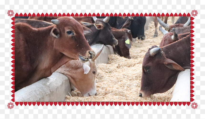 Dairy Cow, HD Png Download - cow png