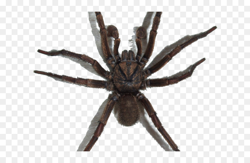 Паук Пнг, HD Png Download - spider png