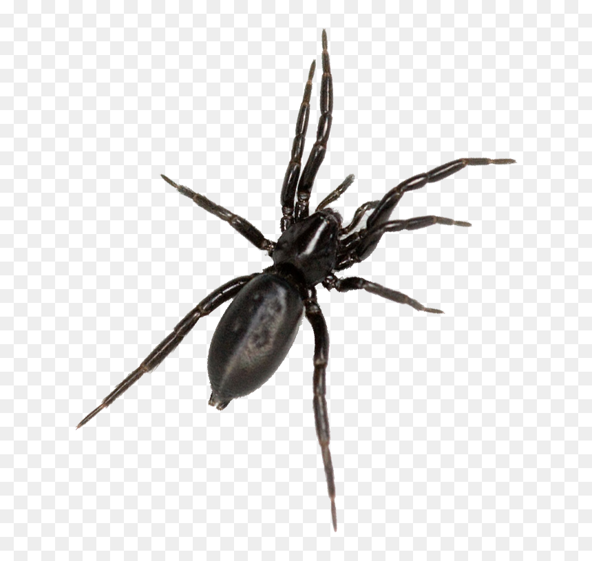 Tegenaria Domestica, HD Png Download - spider png