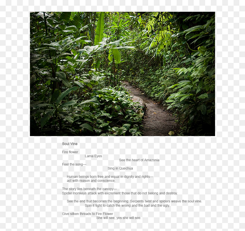 Old-growth Forest, HD Png Download - forest png